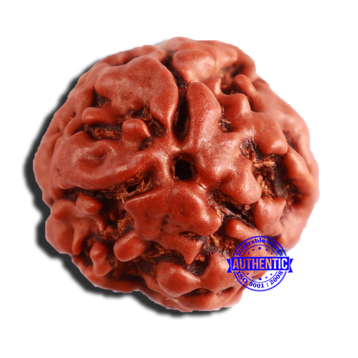 3 Mukhi Rudraksha from Nepal - Bead No. 338