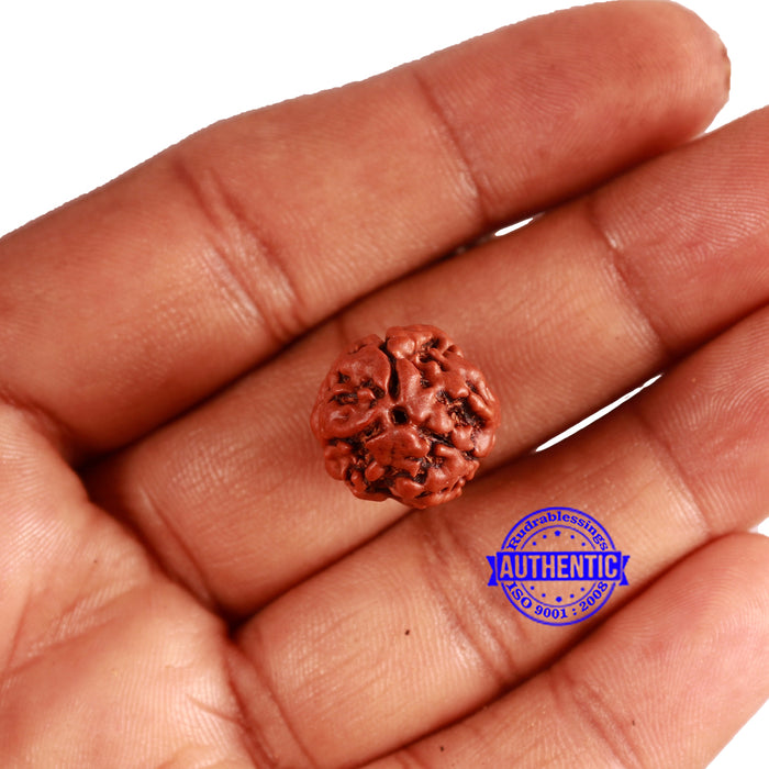 3 Mukhi Rudraksha from Nepal - Bead No. 338