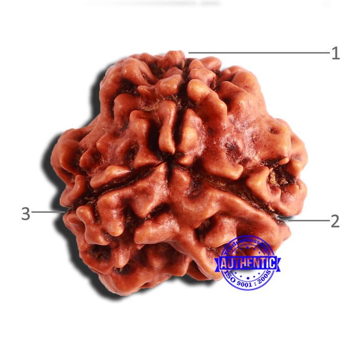 3 Mukhi Rudraksha from Nepal - Bead No. 339