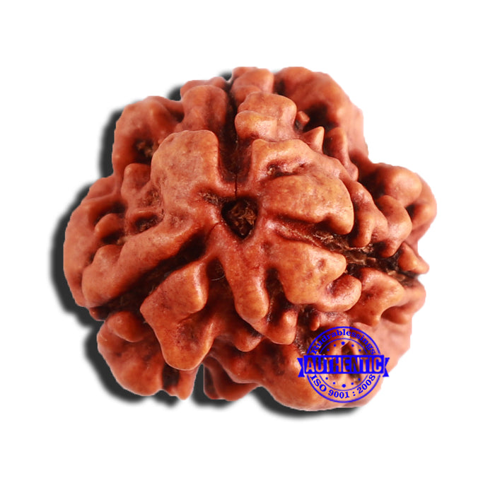 3 Mukhi Rudraksha from Nepal - Bead No. 339
