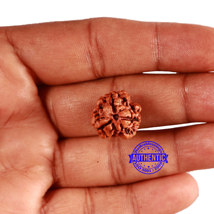 3 Mukhi Rudraksha from Nepal - Bead No. 339