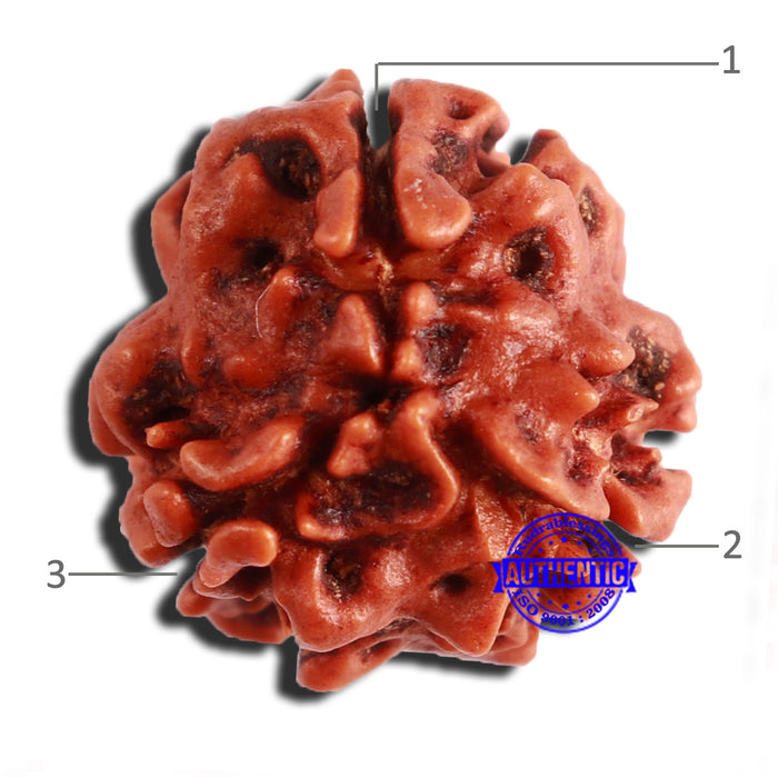 3 Mukhi Rudraksha from Nepal - Bead No. 341