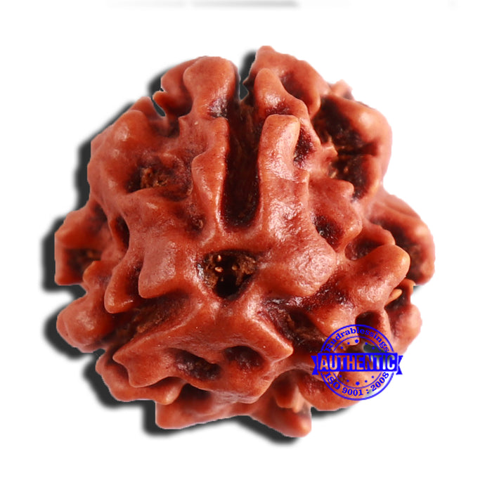 3 Mukhi Rudraksha from Nepal - Bead No. 341