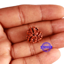 Load image into Gallery viewer, 3 Mukhi Rudraksha from Nepal - Bead No. 341
