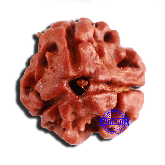 3 Mukhi Rudraksha from Nepal - Bead No. 342