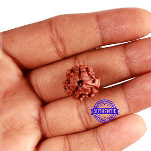 3 Mukhi Rudraksha from Nepal - Bead No. 342