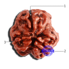 Load image into Gallery viewer, 3 Mukhi Rudraksha from Nepal - Bead No. 343
