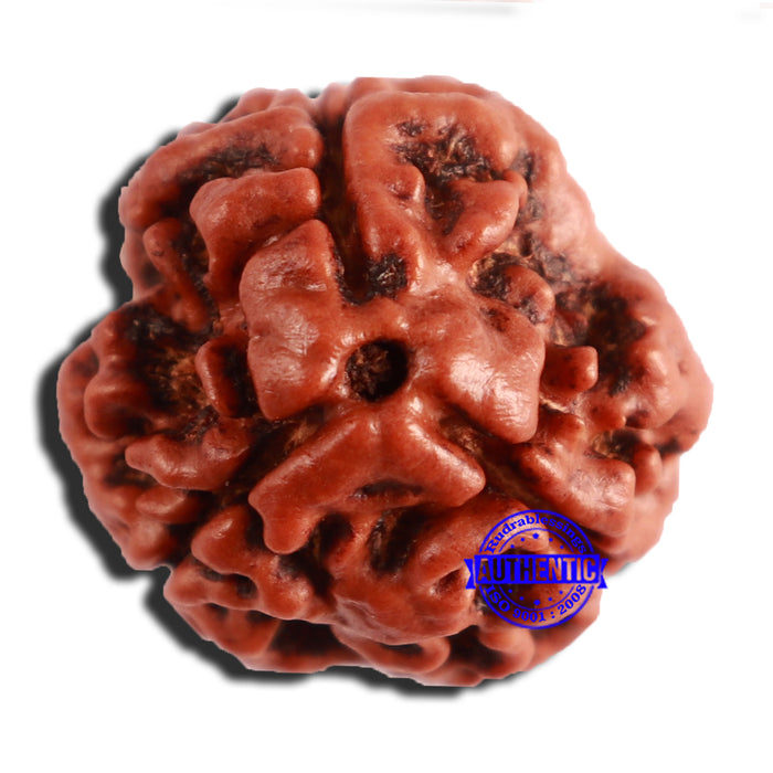 3 Mukhi Rudraksha from Nepal - Bead No. 343