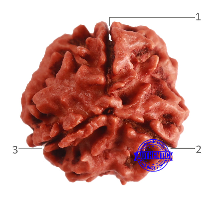 3 Mukhi Rudraksha from Nepal - Bead No. 344