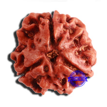 Load image into Gallery viewer, 3 Mukhi Rudraksha from Nepal - Bead No. 344
