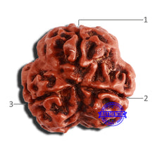 Load image into Gallery viewer, 3 Mukhi Rudraksha from Nepal - Bead No. 345
