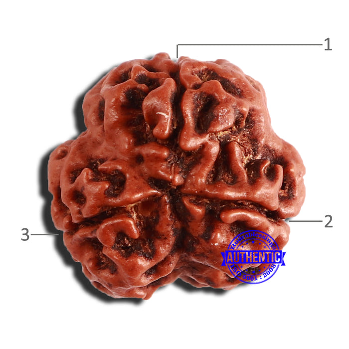 3 Mukhi Rudraksha from Nepal - Bead No. 345