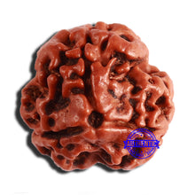 Load image into Gallery viewer, 3 Mukhi Rudraksha from Nepal - Bead No. 345

