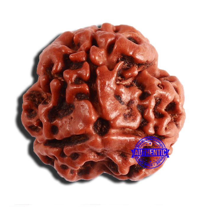 3 Mukhi Rudraksha from Nepal - Bead No. 345