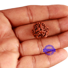 Load image into Gallery viewer, 3 Mukhi Rudraksha from Nepal - Bead No. 345
