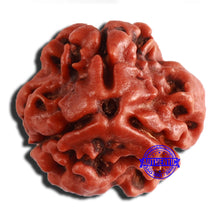 Load image into Gallery viewer, 3 Mukhi Rudraksha from Nepal - Bead No. 346

