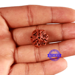 3 Mukhi Rudraksha from Nepal - Bead No. 346