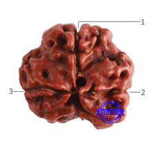 Load image into Gallery viewer, 3 Mukhi Rudraksha from Nepal - Bead No. 347
