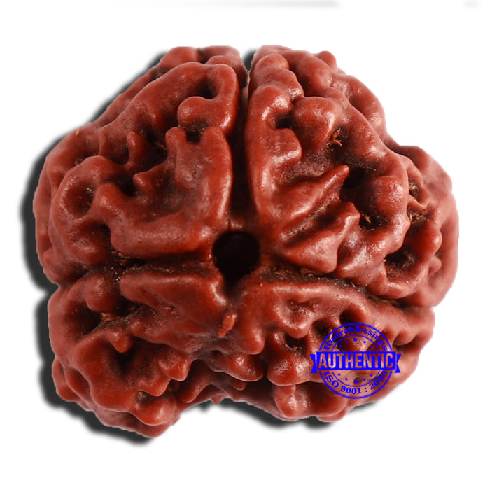 3 Mukhi Rudraksha from Nepal - Bead No. 347