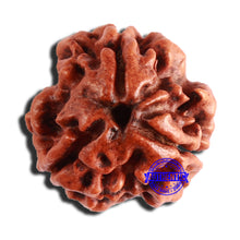 Load image into Gallery viewer, 3 Mukhi Rudraksha from Nepal - Bead No. 348
