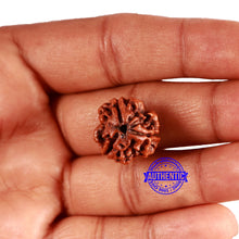 Load image into Gallery viewer, 3 Mukhi Rudraksha from Nepal - Bead No. 348
