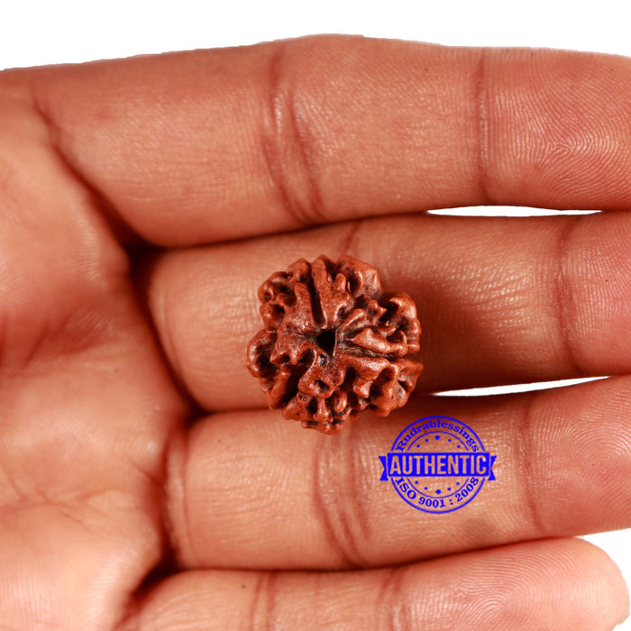 3 Mukhi Rudraksha from Nepal - Bead No. 348