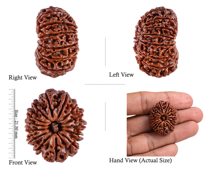 5 Mukhi Rudraksha from Nepal - test