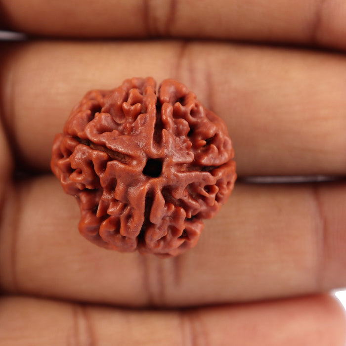4 Mukhi Rudraksha from Nepal - Bead No. 190
