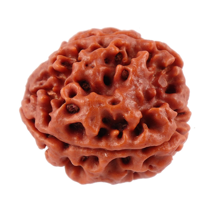 4 Mukhi Rudraksha from Nepal - Bead No. 190