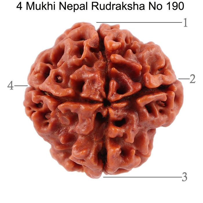 4 Mukhi Rudraksha from Nepal - Bead No. 190