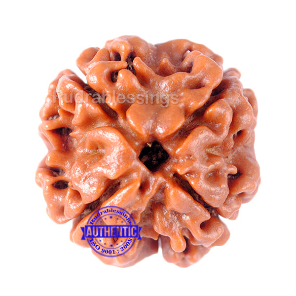 4 Mukhi Rudraksha from Nepal - Bead No. 122