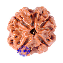 Load image into Gallery viewer, 4 Mukhi Rudraksha from Nepal - Bead No. 111
