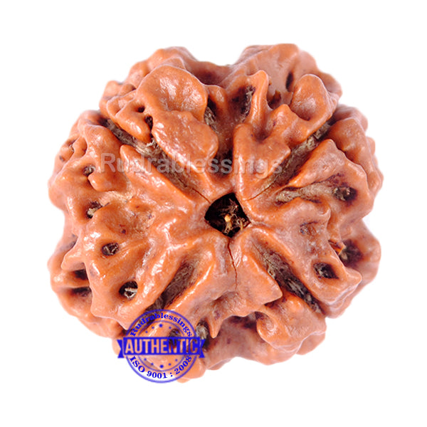 4 Mukhi Rudraksha from Nepal - Bead No. 111