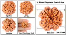 Load image into Gallery viewer, 4 Mukhi Rudraksha from Nepal - Bead No. 126
