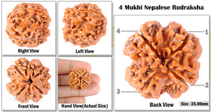 4 Mukhi Rudraksha from Nepal - Bead No. 126