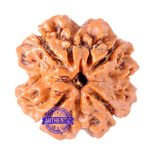 Load image into Gallery viewer, 4 Mukhi Rudraksha from Nepal - Bead No. 126
