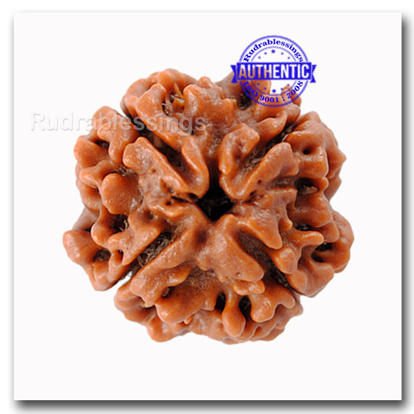 4 Mukhi Rudraksha from Nepal - Big Size
