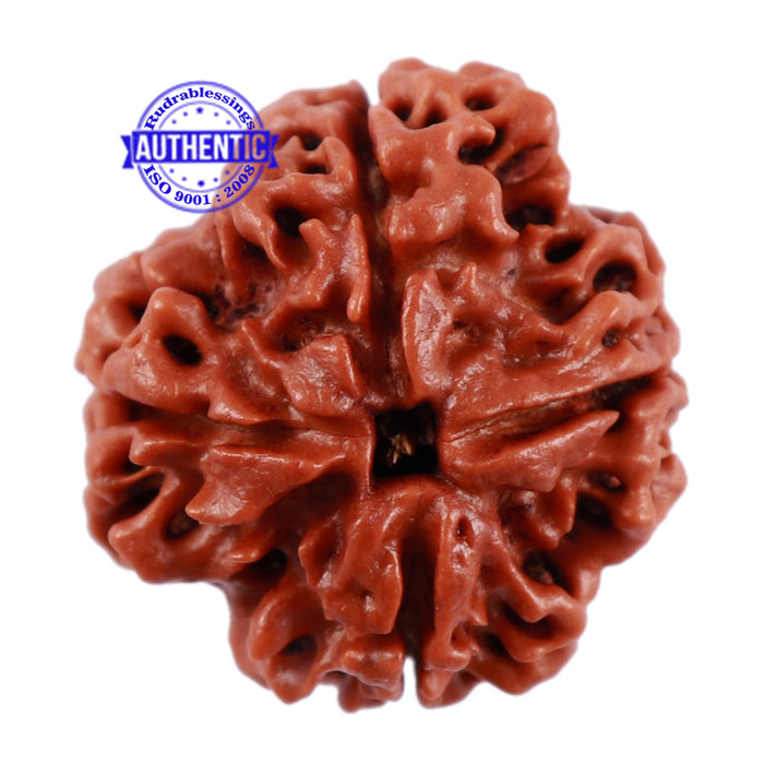 4 Mukhi Rudraksha from Nepal - Bead No. 10