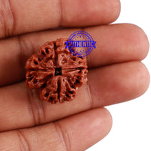 Load image into Gallery viewer, 4 Mukhi Rudraksha from Nepal - Bead No. 10
