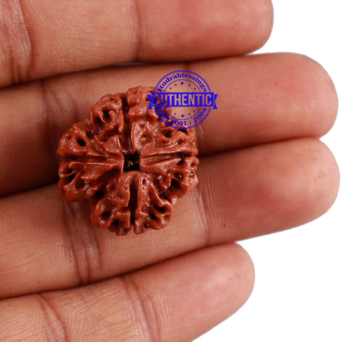 4 Mukhi Rudraksha from Nepal - Bead No. 10