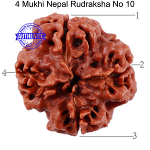 4 Mukhi Rudraksha from Nepal - Bead No. 10