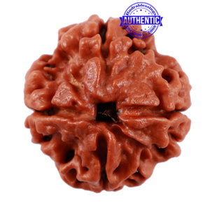 4 Mukhi Rudraksha from Nepal - Bead No. 14