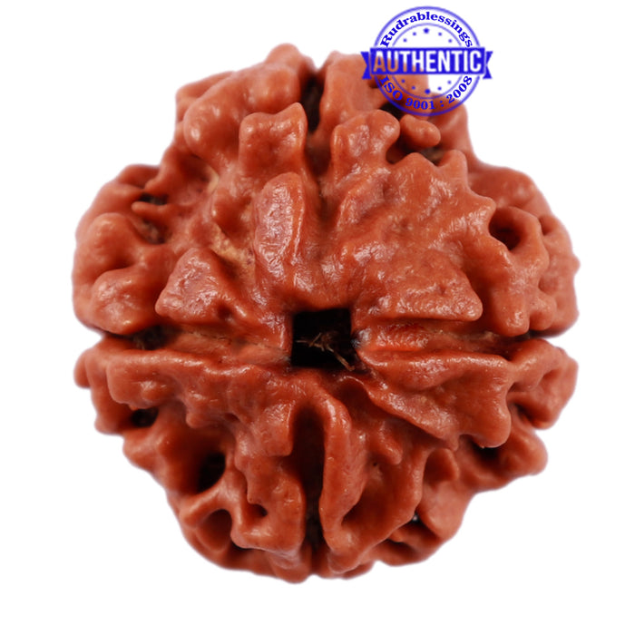 4 Mukhi Rudraksha from Nepal - Bead No. 14