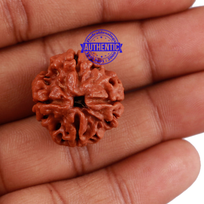4 Mukhi Rudraksha from Nepal - Bead No. 14