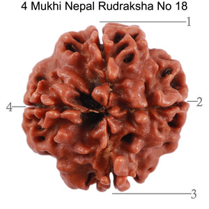 4 Mukhi Rudraksha from Nepal - Bead No. 18