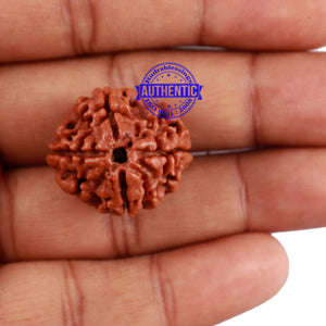 4 Mukhi Rudraksha from Nepal - Bead No. 19
