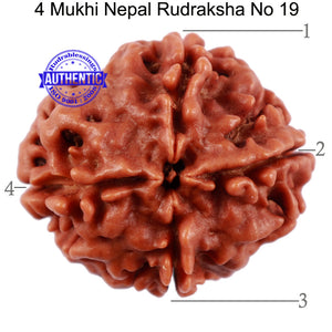 4 Mukhi Rudraksha from Nepal - Bead No. 19