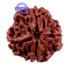 Load image into Gallery viewer, 4 Mukhi Rudraksha from Nepal - Bead No. 206
