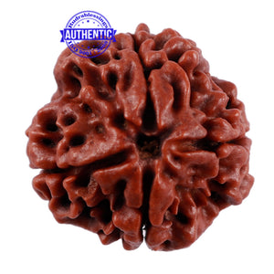 4 Mukhi Rudraksha from Nepal - Bead No. 206