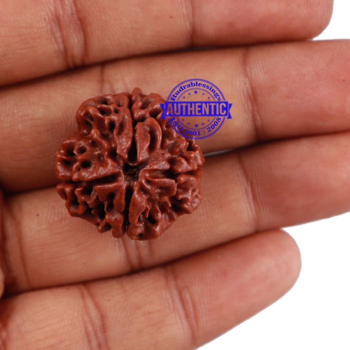 4 Mukhi Rudraksha from Nepal - Bead No. 206